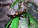 Ambystoma maculatum 009.jpg