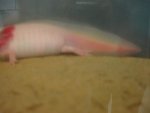 DSC00739.jpg