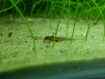 bloodworms 013.jpg