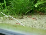 bloodworms 005.jpg