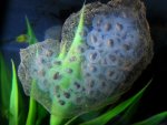 Ambytoma maculatum eggs day 12 018.jpg