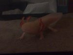 Axolotl.jpg Axolotl.jpg