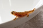 140320_newts_018.jpg