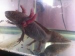 axolotl3.jpg