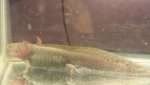 axolotl4.jpg