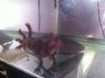 axolotl5.jpg