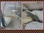 Axies.JPG