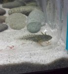axie2.JPG