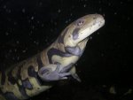 ambystoma_dans_l_eau.jpg