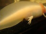 DSC04454.jpg
