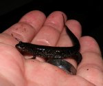 Desmognathus cf. conanti, Spotted Dusky Salamander, Baldwin Co, AL - March 2014.jpg