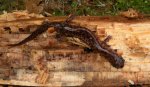 Pseudotriton rubra vioscai, Southern Red Salamander, Baldwin County, AL, in wet leaf litter besi.jpg