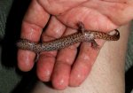 Pseudotriton rubra vioscai, Southern Red Salamander, ventral view, Baldwin County, AL, in wet le.jpg