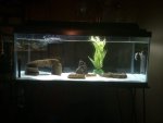 axolotl tank.jpg
