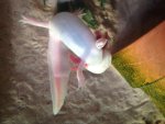 Axolotl.jpg