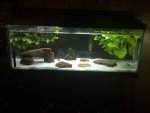 axolotl tank 4 17 14.jpg