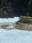 axolotl kiss.jpg