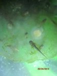 Ambystoma maculatum larvae 004.jpg