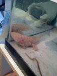 sicklotl.jpg