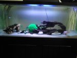 axolotl.jpg