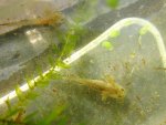 Ambystoma maculatum larvae 003.jpg