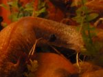 P1000412 - Copy.JPG