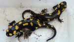 salamandra_algira_tingitana_02.jpg