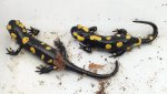 salamandra_algira_tingitana_03.jpg