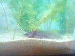 Axolotl toothless baby.jpg