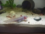 axolotls 003.jpg