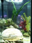 Toothless Tank 1.jpg