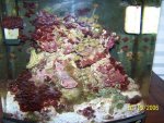 sw tank.jpg