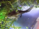 Ambystoma maculatum larvae 015.jpg