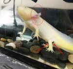 ChuySpots&Gills.jpg