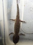 Ambystoma maculatum morph 012.jpg