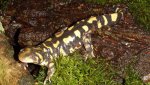 ambystoma_mavortium_cb2013_01.jpg