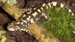 ambystoma_mavortium_cb2013_02.jpg