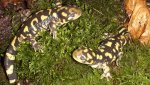 ambystoma_mavortium_cb2013_03.jpg