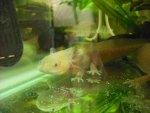 Axolotl 016.jpg