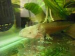 Axolotl 015.jpg