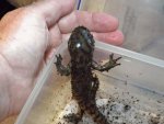 Ambystoma tigrinum. David Willis 007.jpg