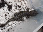 Ambystoma tigrinum. David Willis 008.jpg