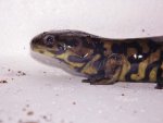 Ambystoma tigrinum. David Willis 2014 010.jpg