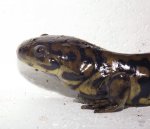 Ambystoma tigrinum. David Willis 2014 018.jpg