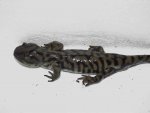 Ambystoma tigrinum. David Willis 2014 023.jpg