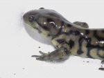 Ambystoma tigrinum. David Willis 2014 028.jpg