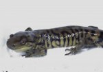 Ambystoma tigrinum. David Willis 2014 029.jpg