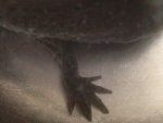 Lilith fungus.jpg