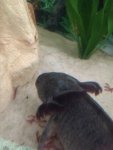 ImageUploadedByTapatalk1409607281.603892.jpg ImageUploadedByTapatalk1409607281.603892.jpg