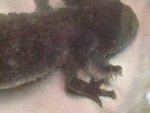 Lilith fungus2.jpg